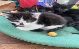 Mixed Breed cats for sale: Beautiful mixed breed kittens ready to leave 🐱 - Image 5
