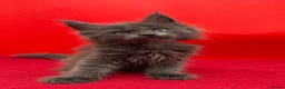 Maine Coon cats for sale:     Health Tested TICA Reg Maine Coon Kittens  - Advert 10