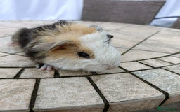 Guinea Pig rodents for sale: baby male guinea pigs various colours and types - Image 1