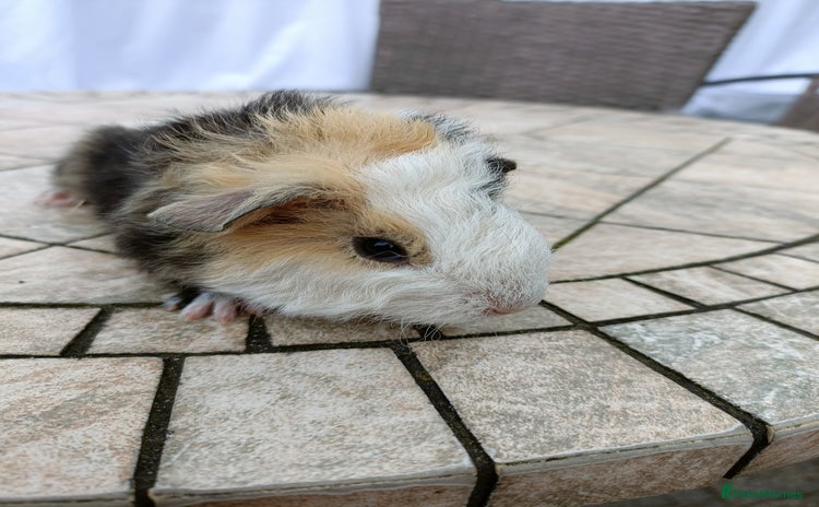 Guinea Pig rodents - Advert 16