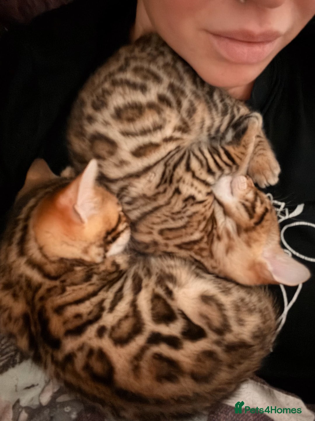 Bengal cats for sale: Bengal kittens  - Image 5