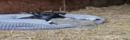 Lurcher dogs for sale: Stunning Kelpie lurchers  - Advert 24