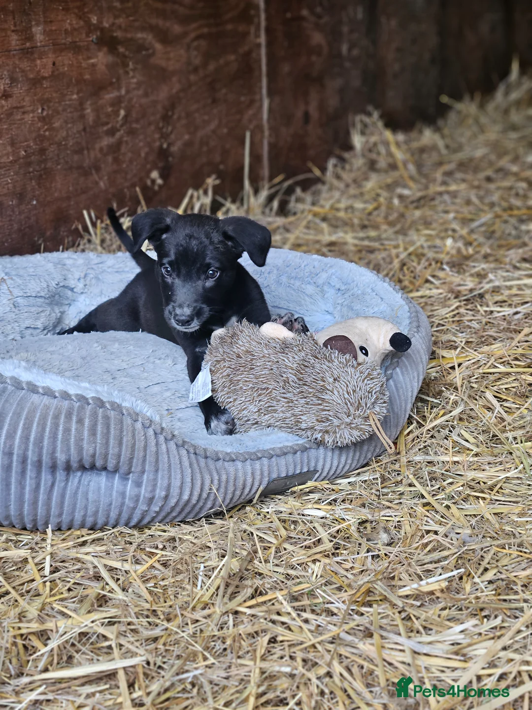 Lurcher dogs for sale: Stunning Kelpie lurchers UPDATED new videox - Advert 2