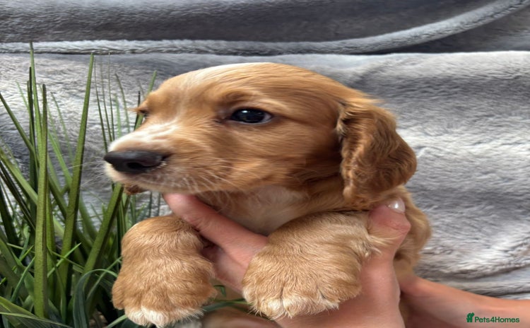 Cocker Spaniel dogs - Advert 15