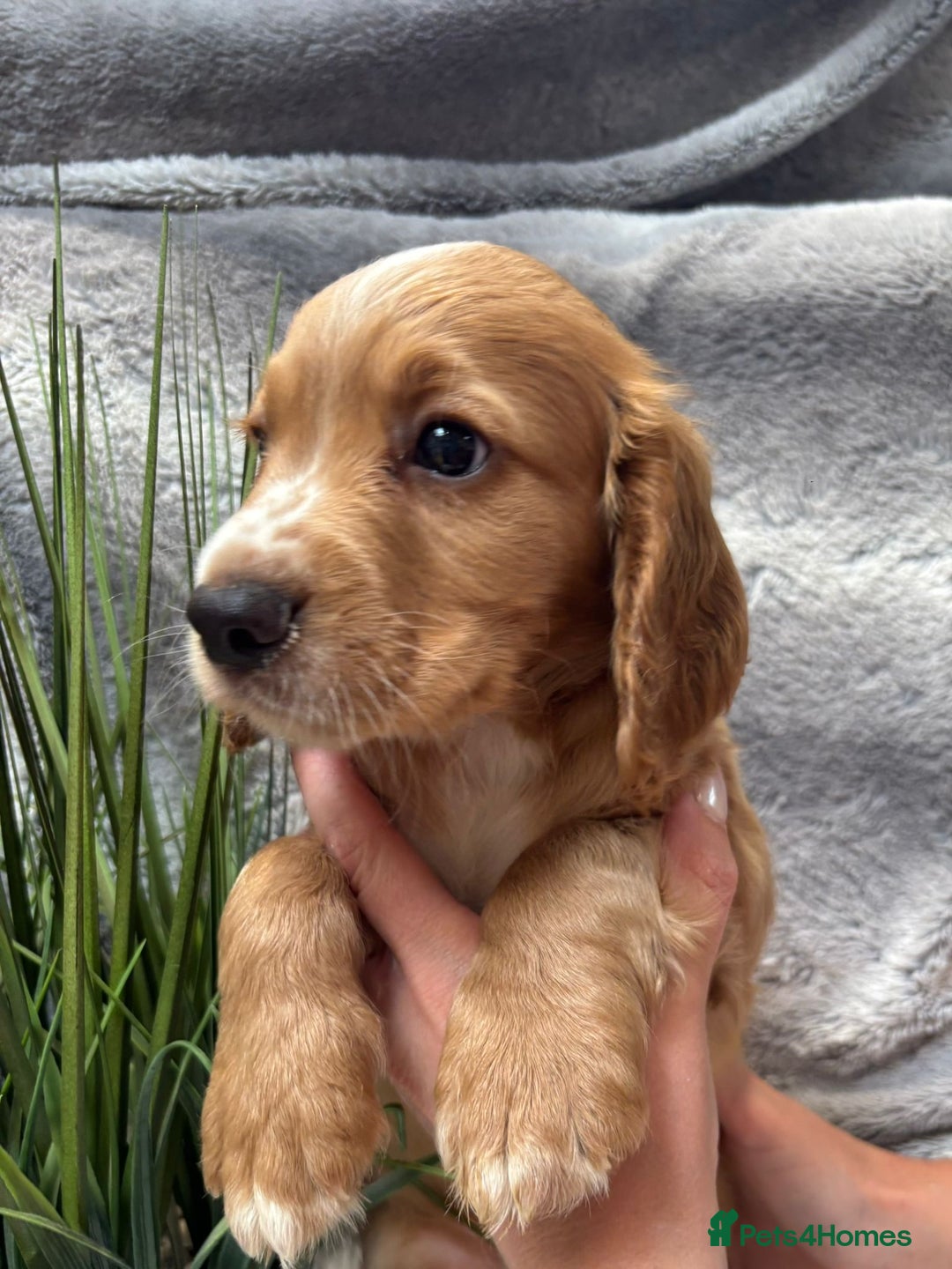 Cocker Spaniel dogs for sale: Outstandingly bred stunning worker cocker spaniels - Image 1