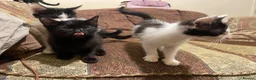 Mixed Breed cats for sale: Kittens ready  - Advert 14