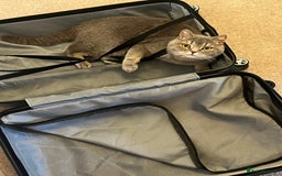 Brazilian Shorthair cats for sale: BritishShorthair Friendly Male Cat Romeo - Image 7