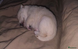 Mixed Breed dogs for sale: Chowski pups for sale - Image 23