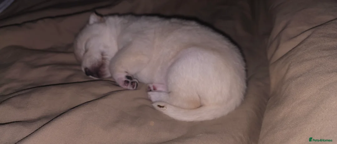 Mixed Breed dogs for sale: adorable male Chowski pup for sale - Advert 30