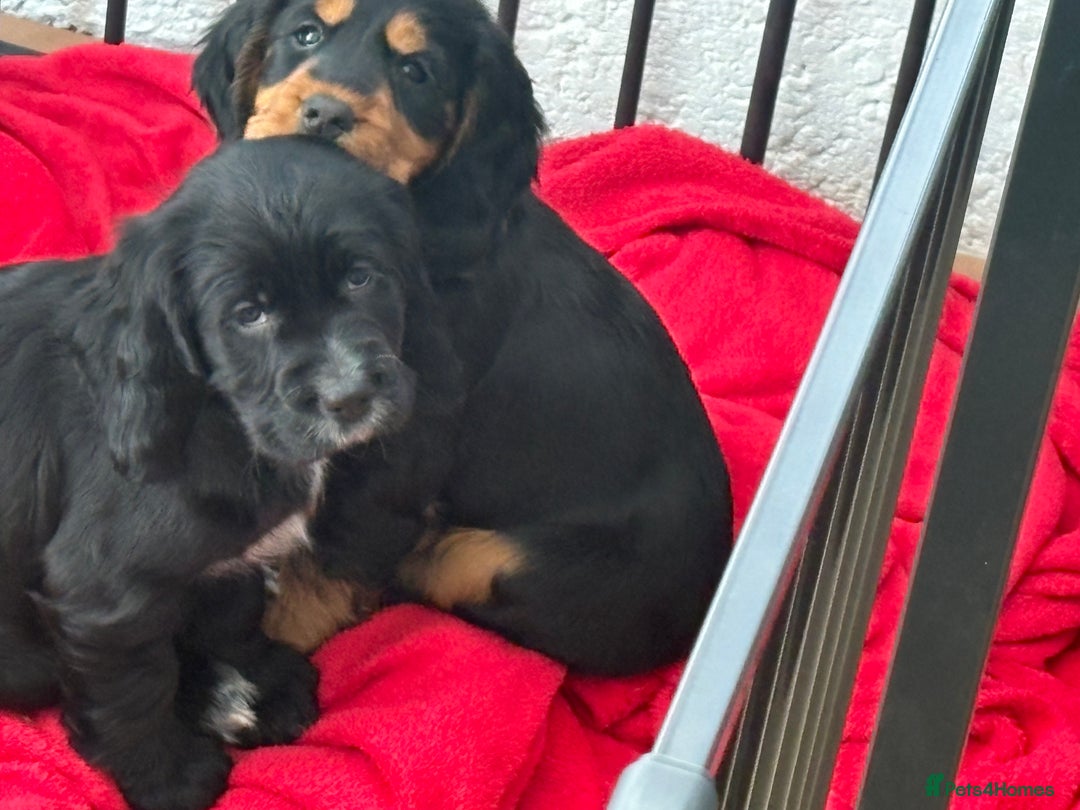Cocker Spaniel dogs for sale: 2 Black and White Cocker Spaniel Pups - Advert 15