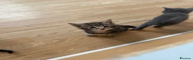 Maine Coon 4