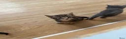 Maine Coon cats for sale: 6 Beautiful Maincoon x kittens available  in Chatteris - Advert 7