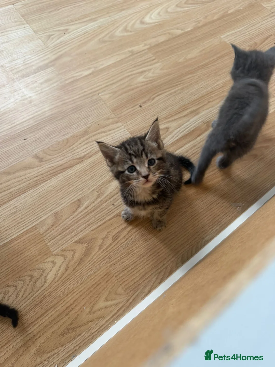 Maine Coon cats for sale: 6 Beautiful Maincoon x kittens available  in Chatteris - Advert 7