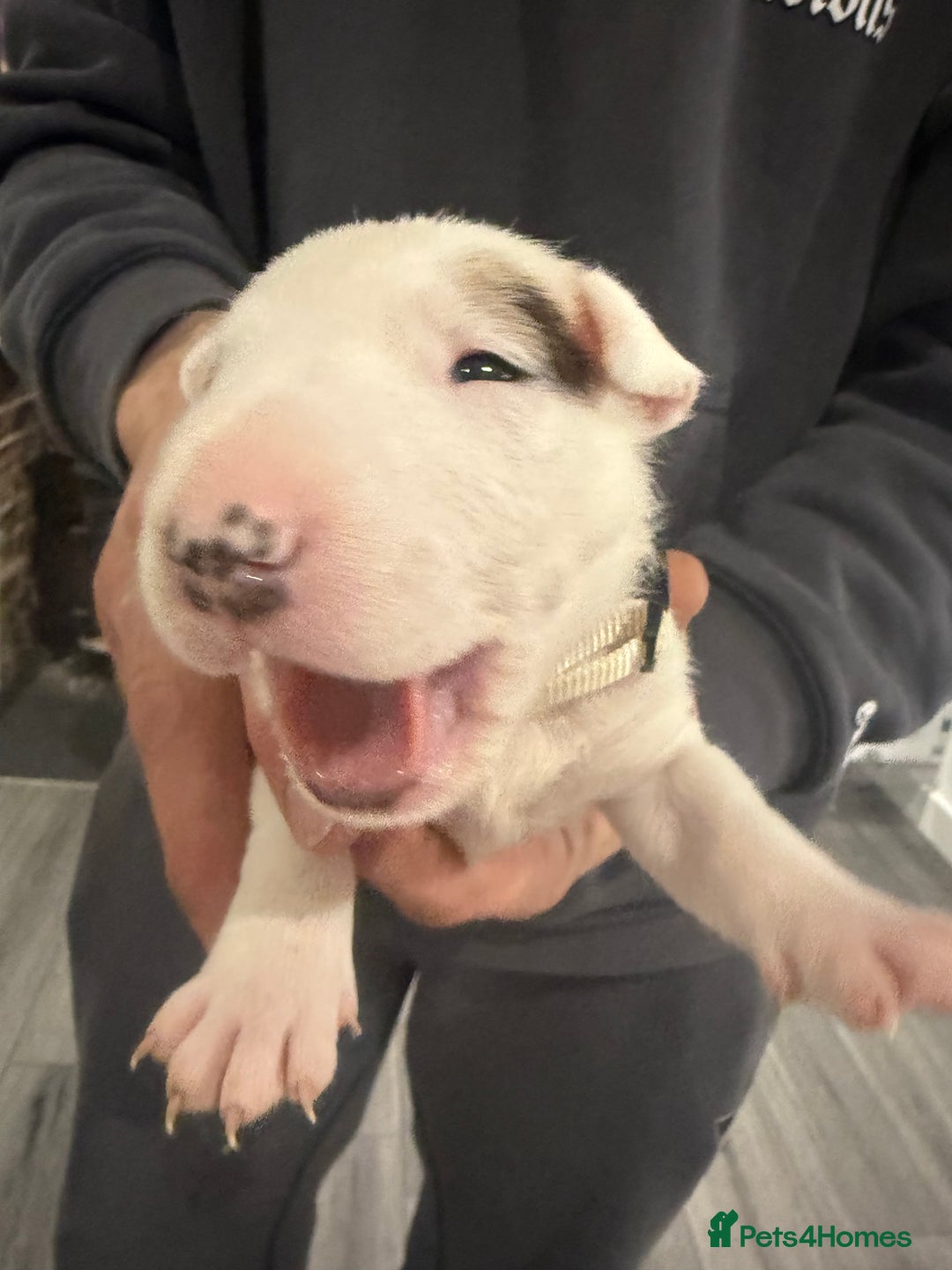 English Bull Terrier dogs for sale: English bull terrier puppy’s 4 weeks old  - Advert 6