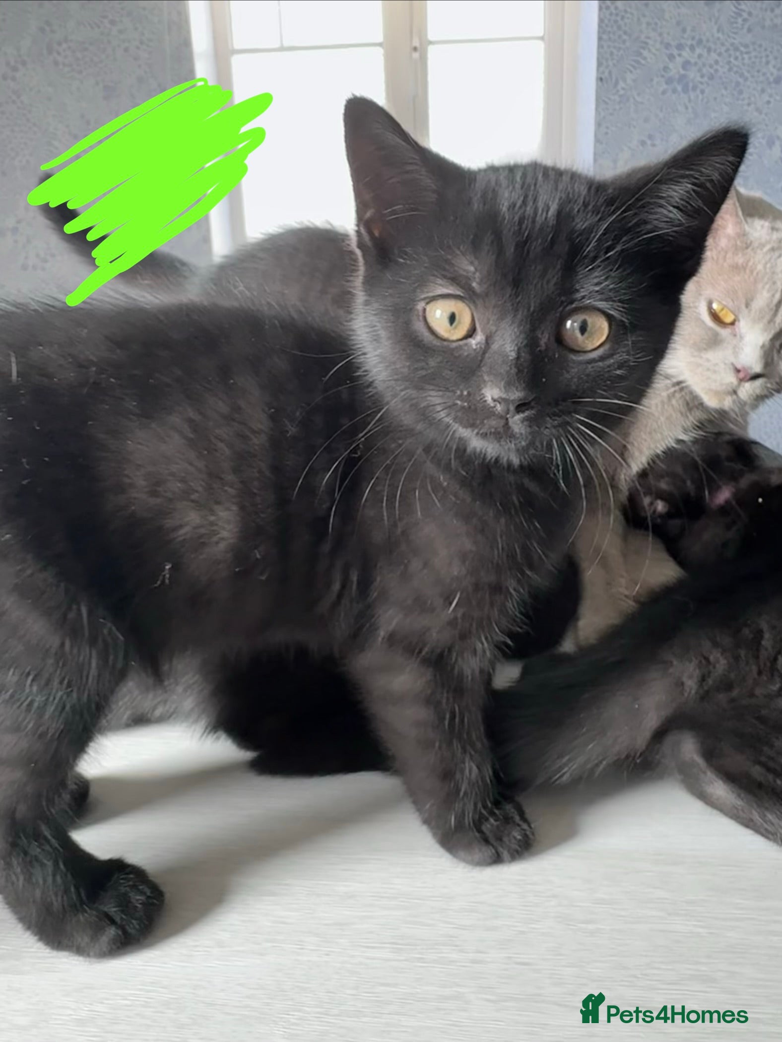 Mixed Breed cats British shorthair/domestic shorthair ONLY 1 LEFT - Advert 2