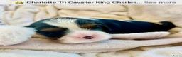 Cavalier King Charles Spaniel dogs for sale: Clearviews Classic Cavalier King Charles Spaniels - Advert 2
