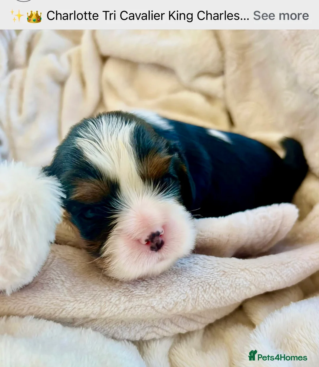Cavalier King Charles Spaniel dogs for sale: Clearviews Classic Cavalier King Charles Spaniels - Advert 2