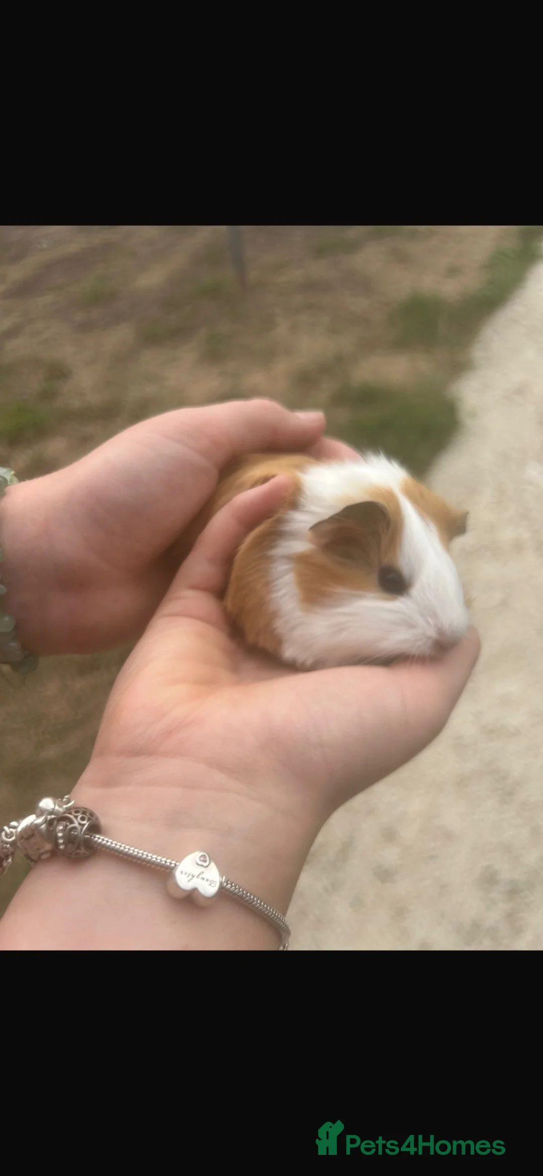Guinea Pig rodents for sale: Two beautiful baby Guinea Pigs  in Buckfastleigh - Advert 4