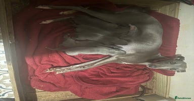 Whippet dogs - Advert 8