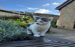 Mixed Breed cats for sale: Adorable Playful Happy Mixed breed kittens - Image 14