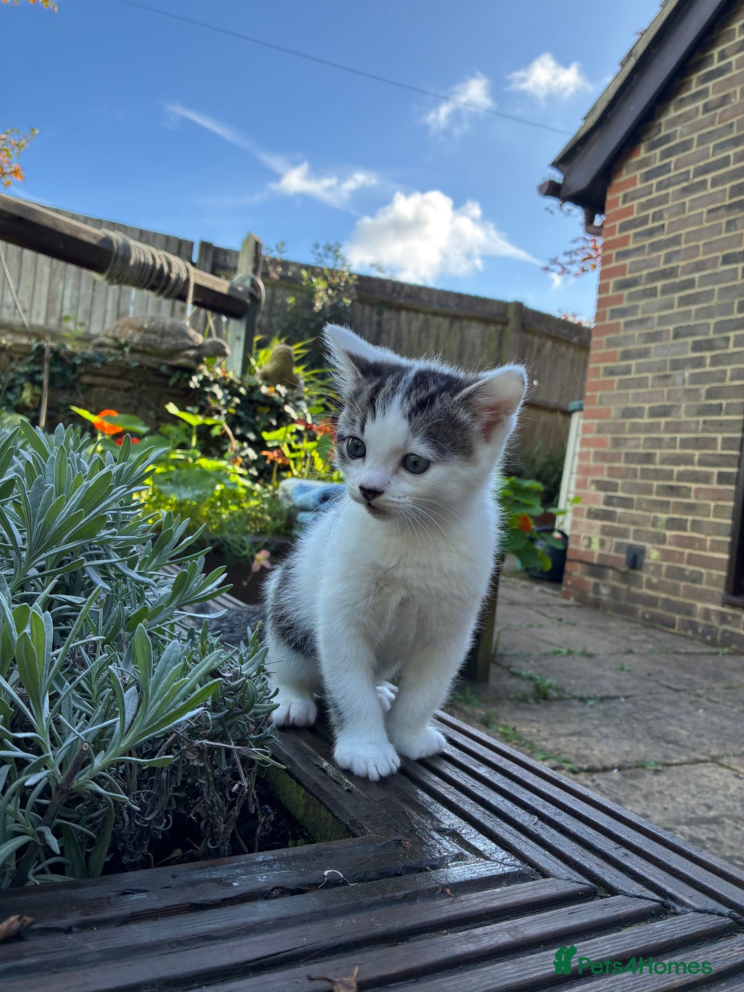 Mixed Breed cats for sale: Adorable Playful Happy Mixed breed kittens - Image 14