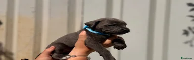 Cane Corso 3