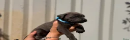 Cane Corso dogs for sale: Stunning cane corso 🐶 - Advert 23