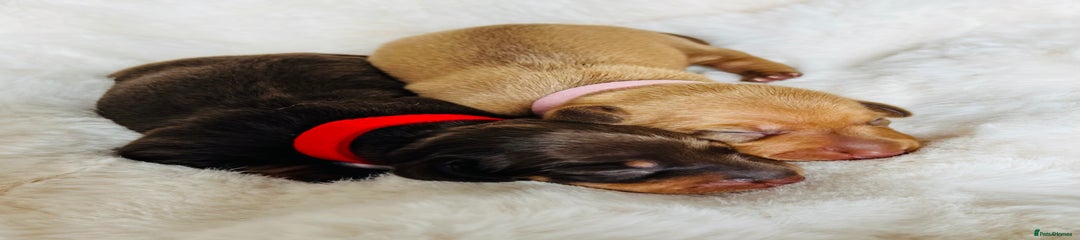 Miniature Dachshund Puppy 2
