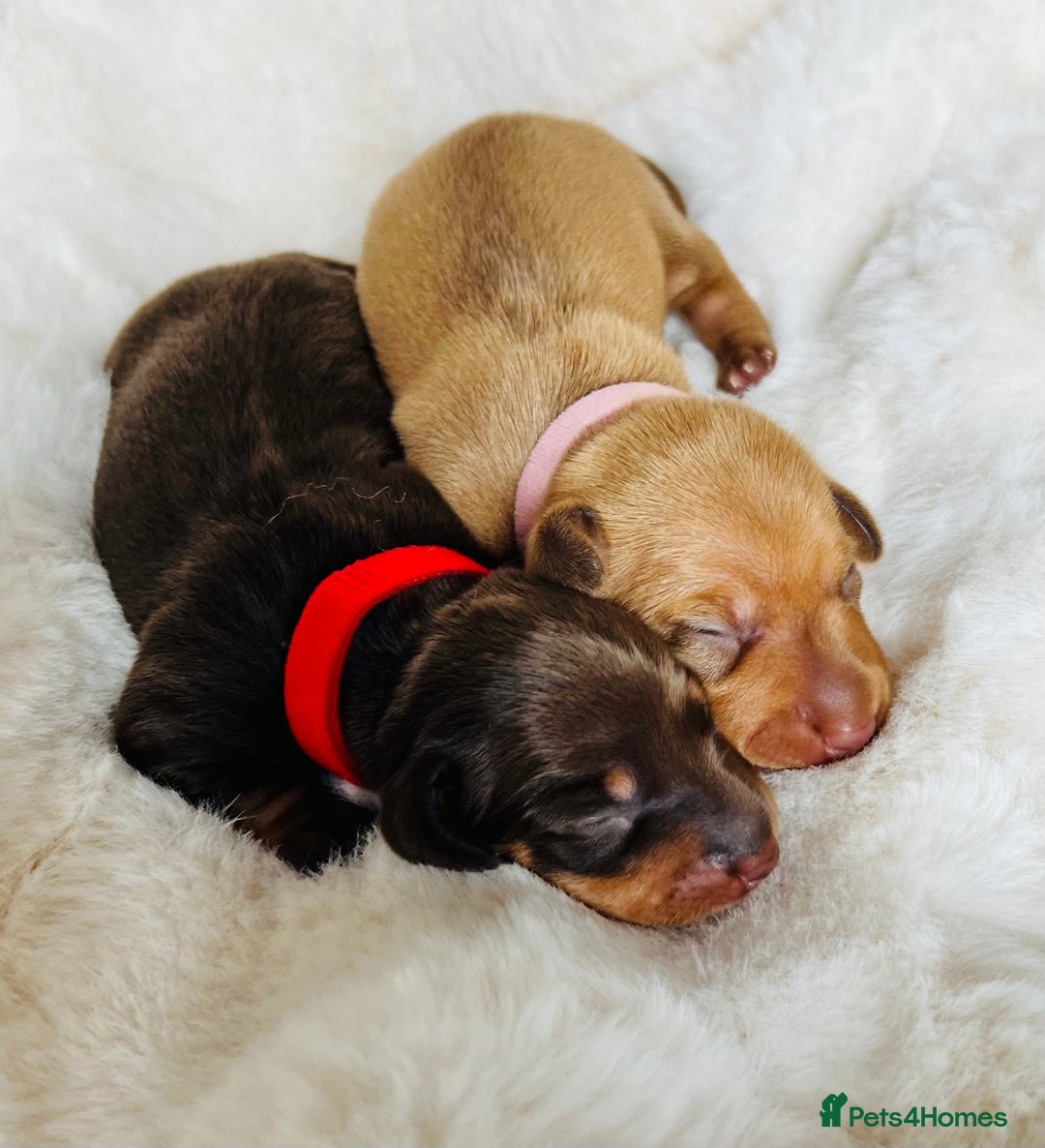 Miniature Dachshund dogs for sale: KC Miniature Dachshunds - Image 15