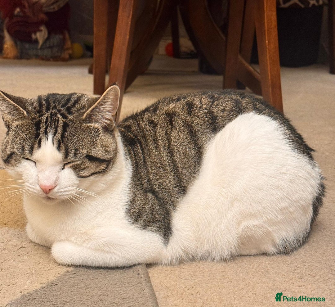 Tibetan cats for sale: Rehome male cat - Image 3