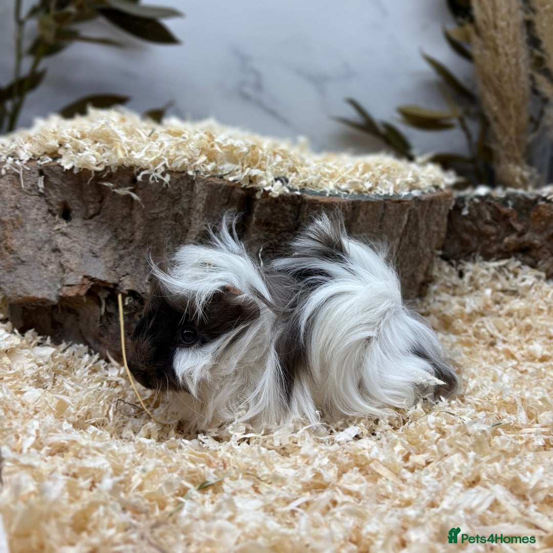 Guinea Pig rodents for sale: Multiple Guinea Pigs Available 💫💕🐹 - Advert 11