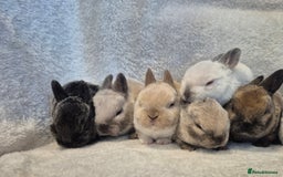 Rex rabbits for sale: Baby Purebred Rex Rabbits For Sale - Image 1
