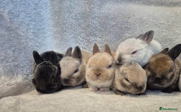 Rex rabbits - Advert 1