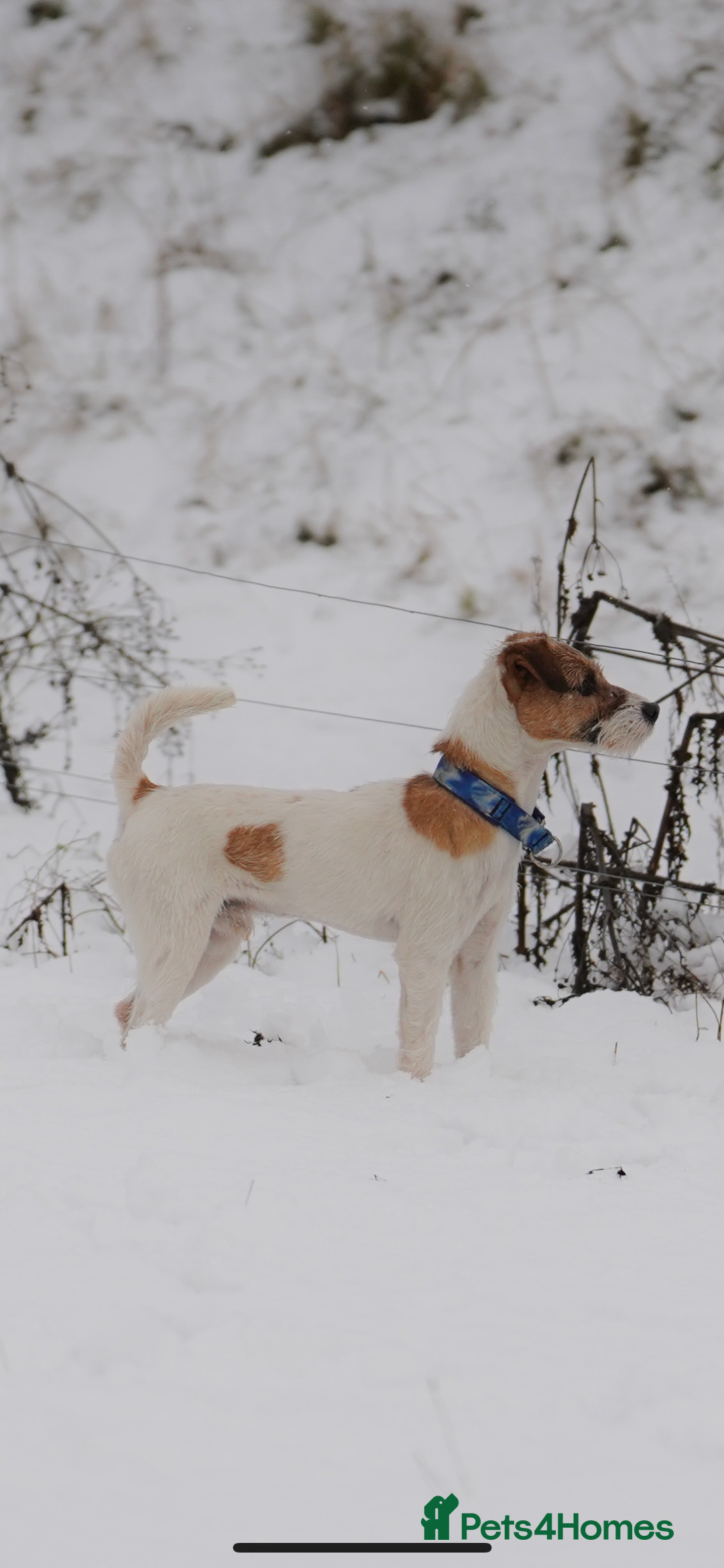 Parson Russell dogs for stud: KC reg parson Russell for stud  - Advert 2