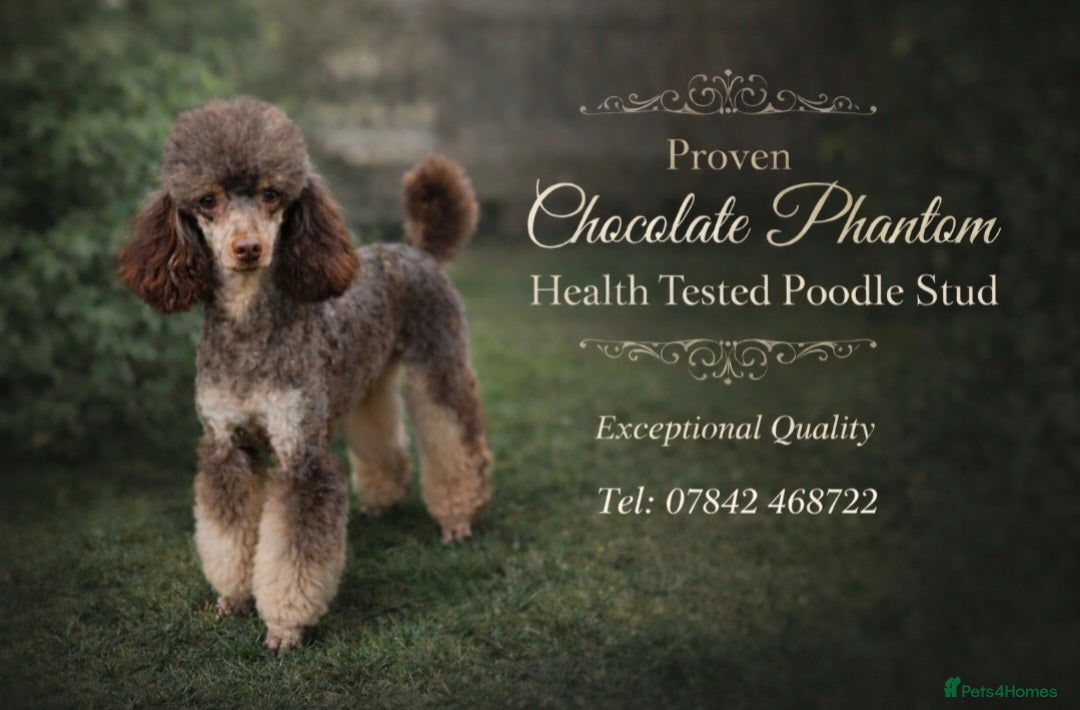 Poodle dogs HEALTH TESTED CHOCOLATE PHANTOM POODLE STUD - Advert 3