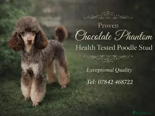 Poodle dogs HEALTH TESTED CHOCOLATE PHANTOM POODLE STUD - Advert 3