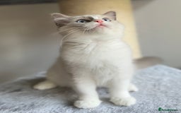 Ragdoll cats for sale: Big, cuddling cat therapist - Image 18