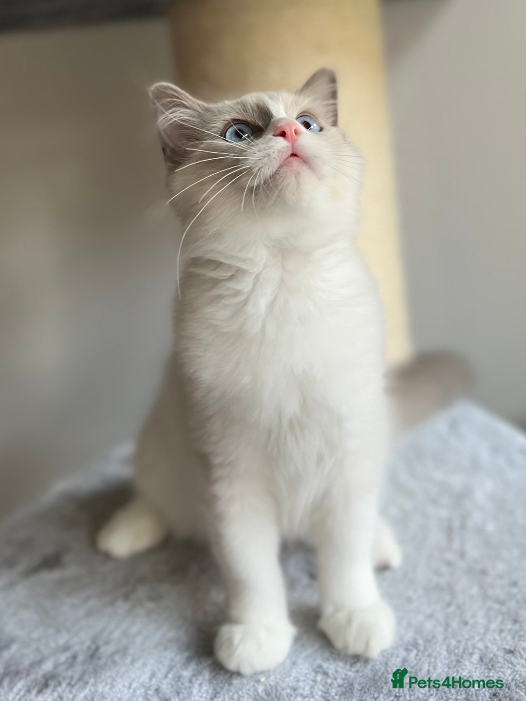 Ragdoll cats for sale: Big, cuddling cat therapist - Image 18