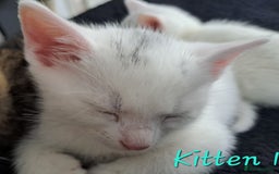 Mixed Breed cats for sale: 4 cute kittens up for sale - Image 13
