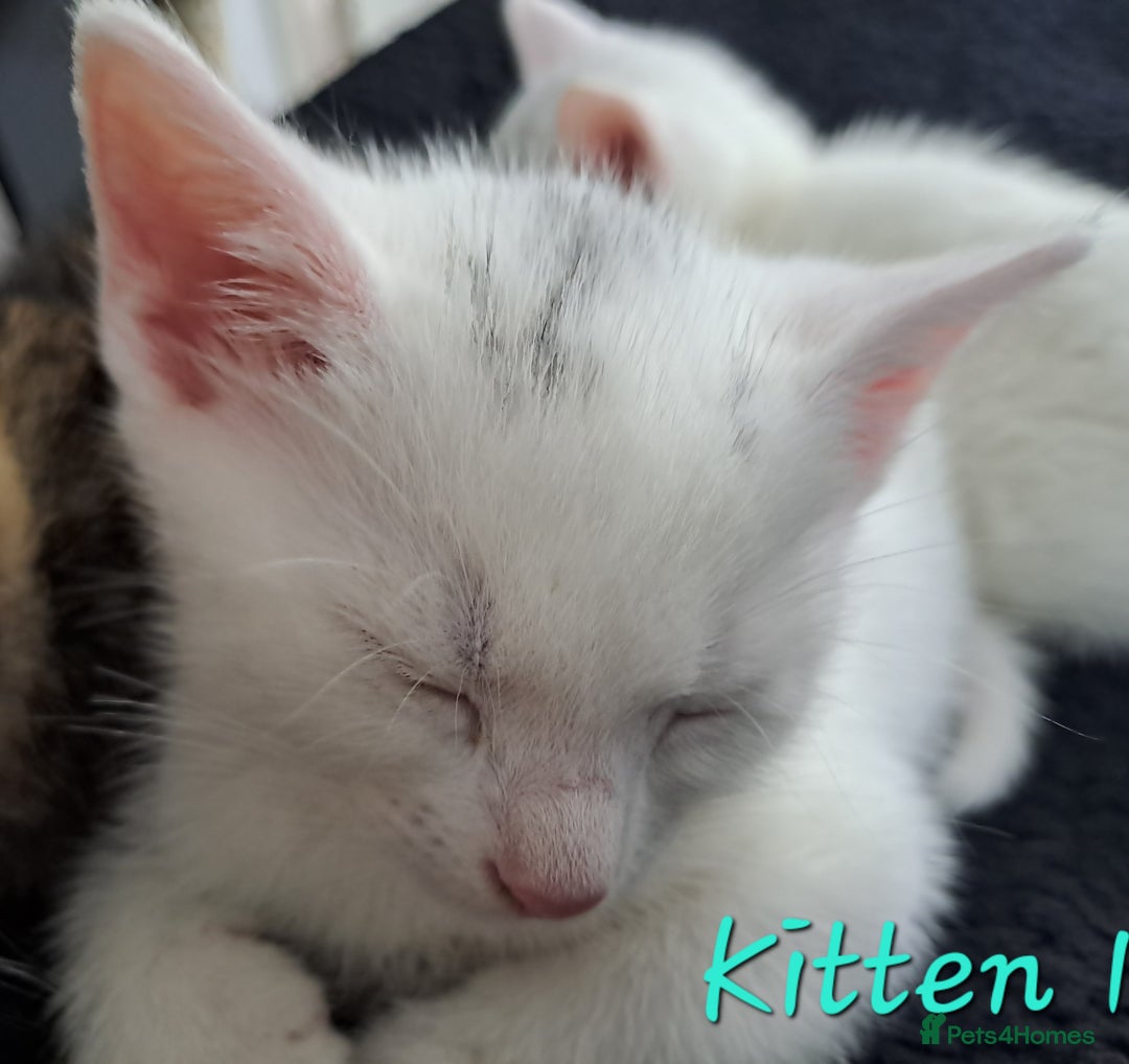Mixed Breed cats for sale: 4 cute kittens up for sale - Image 13