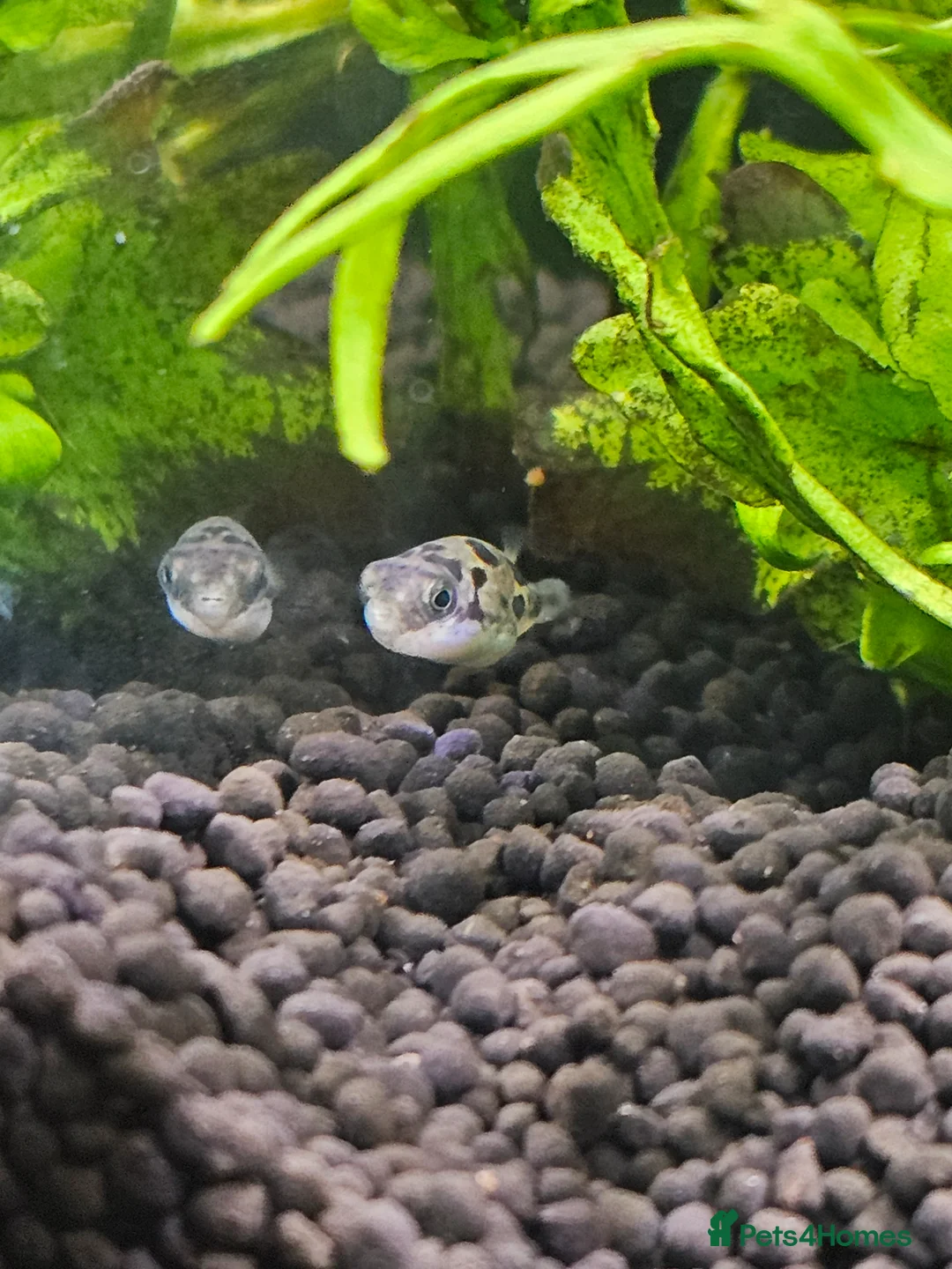 Pufferfish fish for sale: 6 pea puffers with aquarium  - Advert 5