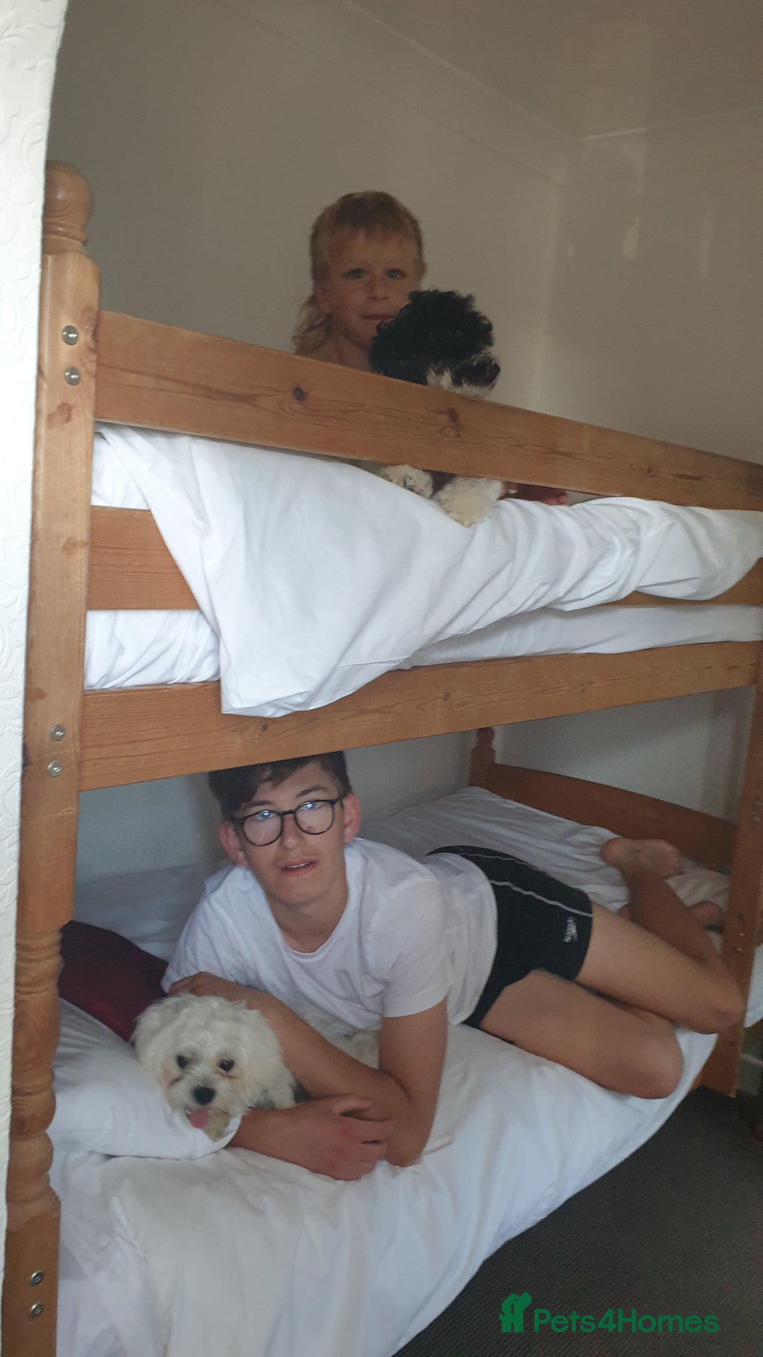 Bichon Frise dogs for sale: Bishon poppy's available  - Image 24