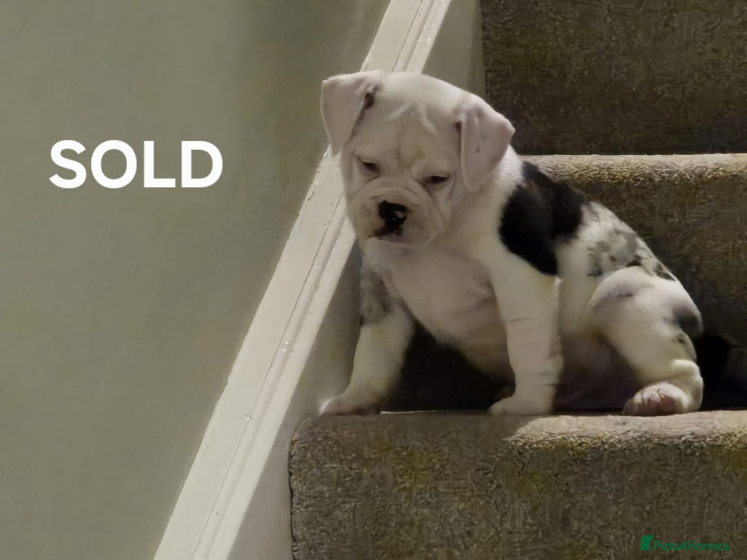 Ready Now olde English Bulldog x pug/french b/dog for sale in