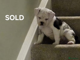 Mixed Breed dogs - Advert 5