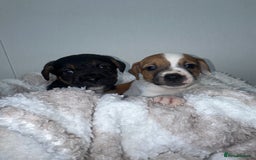 Jack Russell dogs for sale: Jack Russel puppies  - Image 2