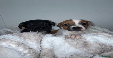 Jack Russell dogs - Advert 4