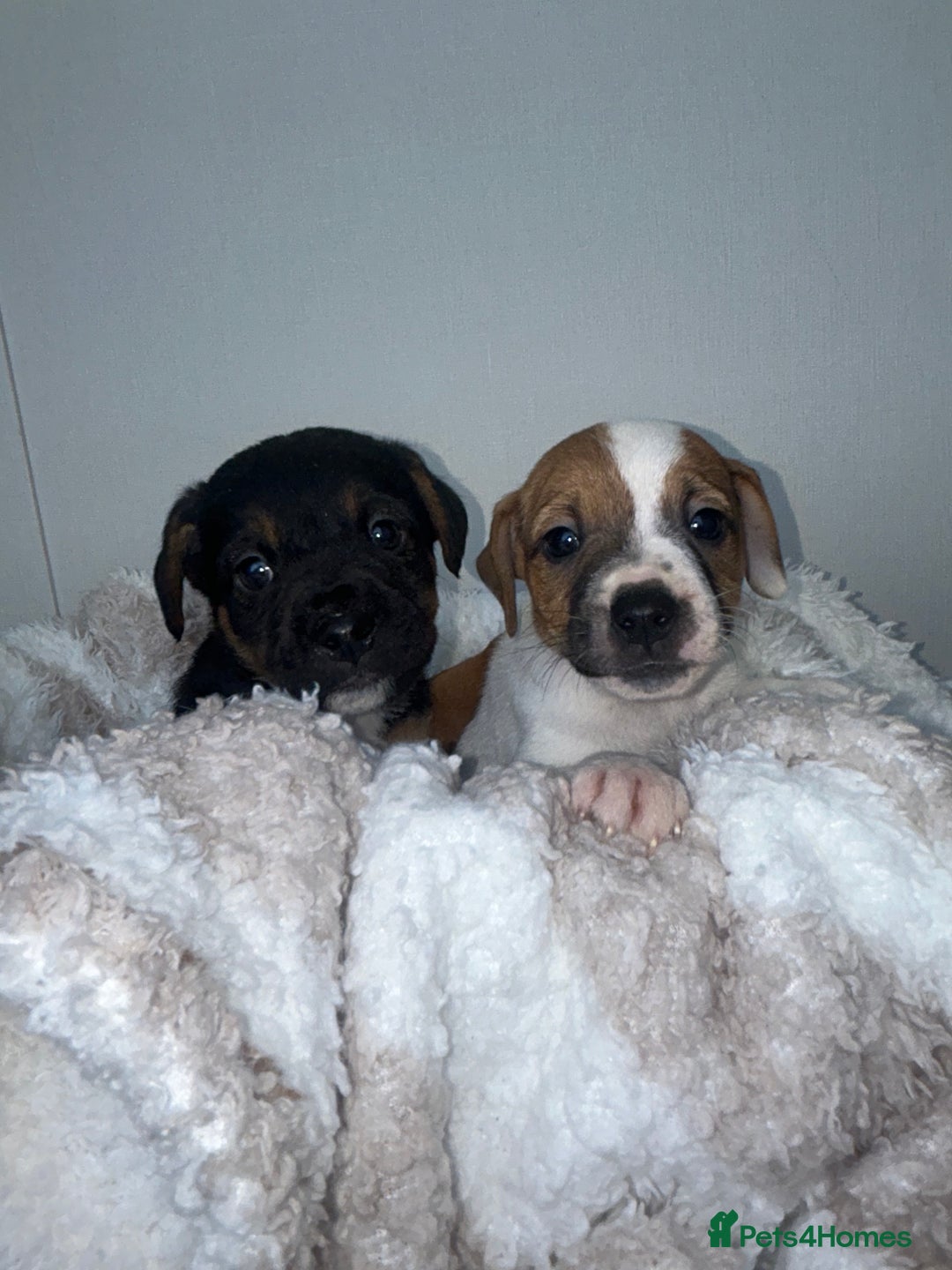 Jack Russell dogs for sale: Jack Russel puppies  - Image 2