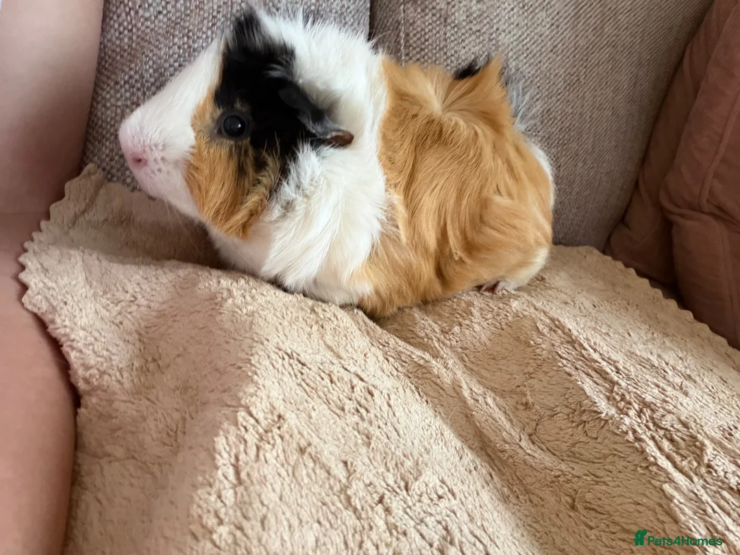 Guinea Pig rodents for sale: Boar guinea pig  in Walton on the Naze - Advert 2