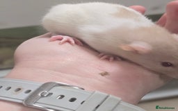 Rat rodents for sale: Babies rats, rex, dumbos and fancy - Image 37