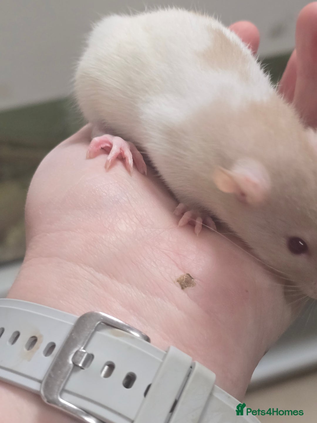 Rat rodents for sale: Babies rats, rex, dumbos and fancy - Image 37